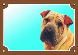 Farbschild Achtung Hund, Sharpei